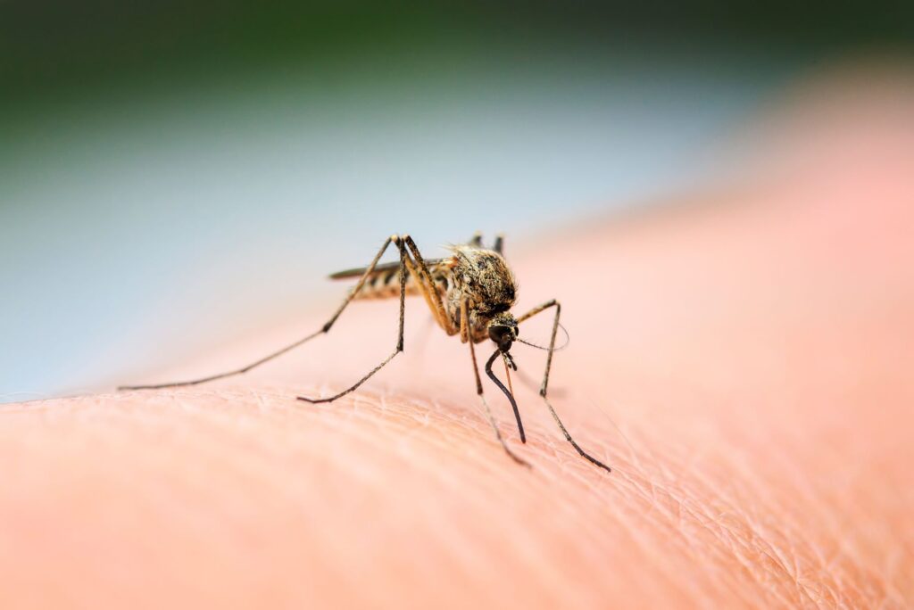 Zola Pest Control Mosquito control services