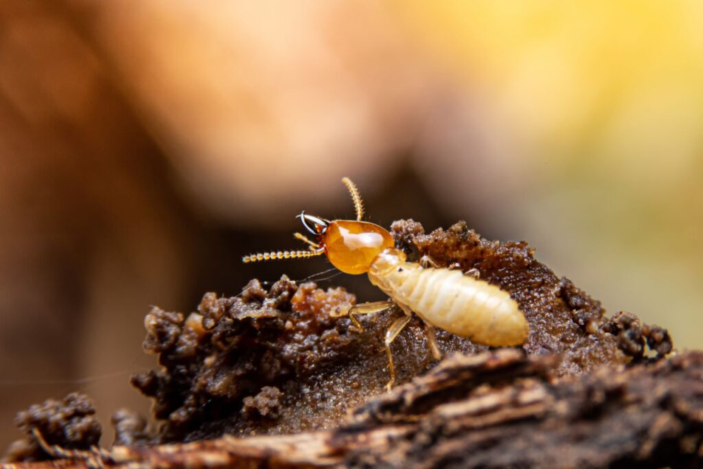 Zola Pest Control Termite control services